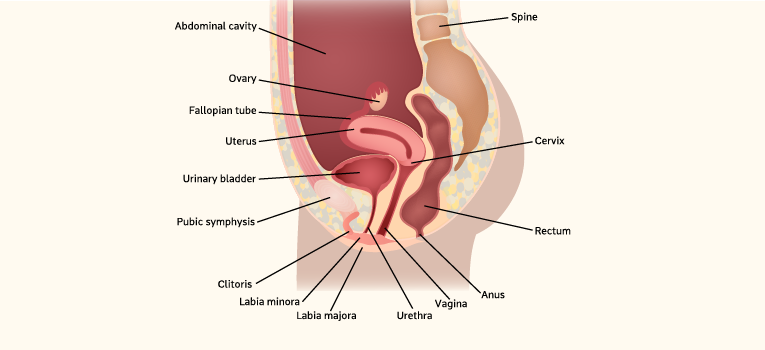 Diagram of pelvic area