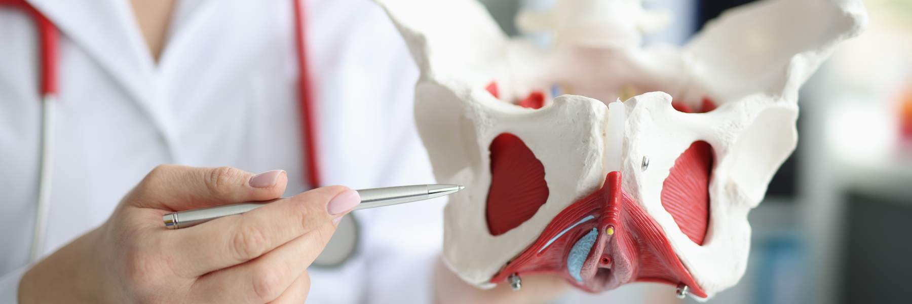 Doctor pointing to model of pelvic floor