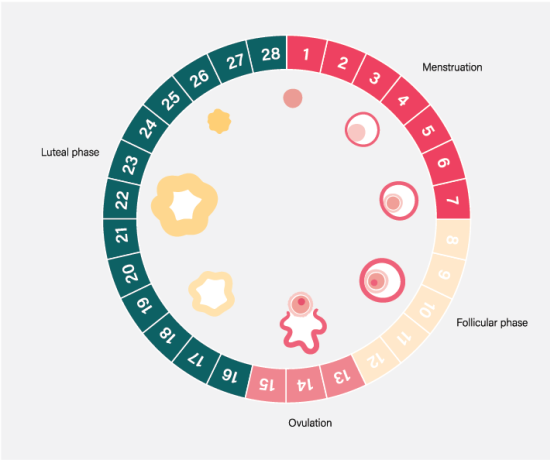 Diagram showing days of menstrual cycle