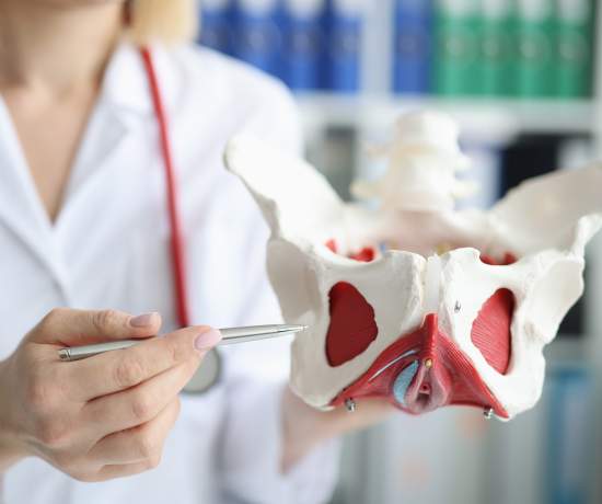 Doctor pointing to model of pelvic floor