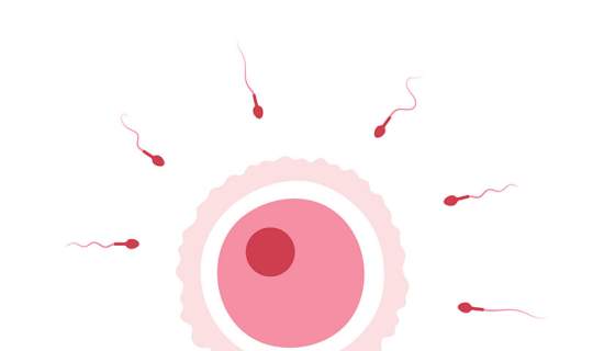 Egg and sperm fertilisation