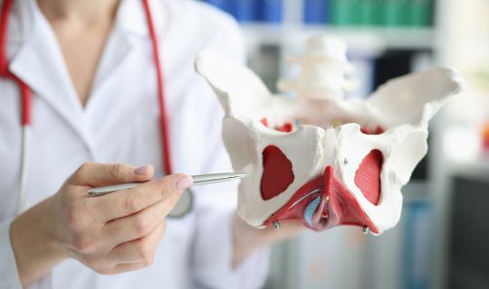 Doctor pointing to model of pelvic floor