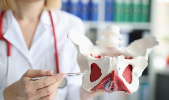Doctor pointing to model of pelvic floor